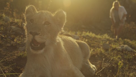 Królowa lwów - Serial