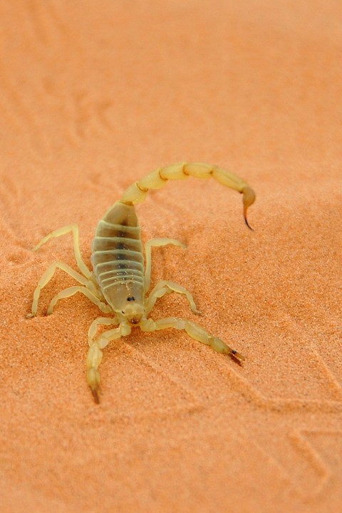 Skorpion. Drapieżca o ośmiu odnóżach (2013) - Film