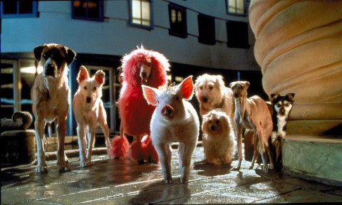 Babe: świnka w mieście (1998) - Film