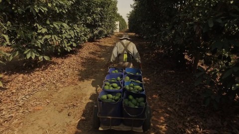 Awokado: prawdziwy koszt trendu () - Film