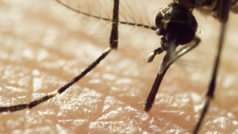 Mosquito () - Film