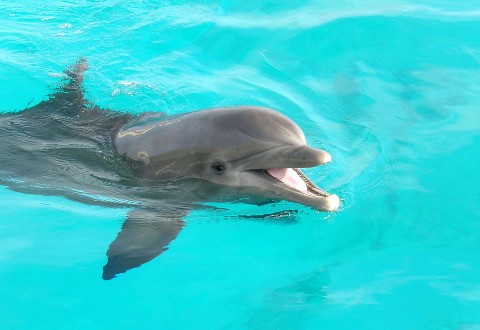 Atak delfina