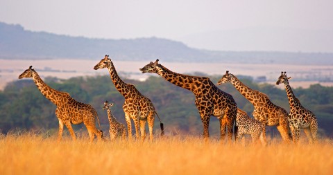 Żłobek wśród drzew. Żyrafa, Tanzania