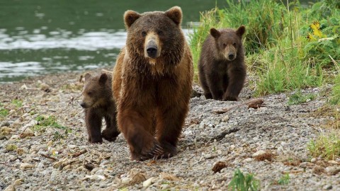 Niedźwiedzie z Kamczatki. Początek życia (2018) - Film