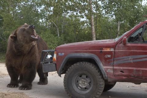 Zemsta niedźwiedzicy (2007) - Film