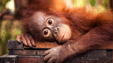 Ocalić orangutany () - Film