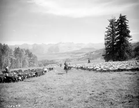 Jeden przeciw wszystkim (1958) - Film