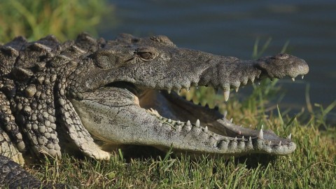 Bliskie spotkania z krokodylami (2013) - Film