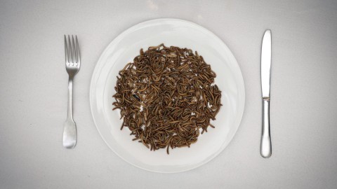 Dieta z owadów (2020) - Film
