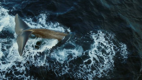 Martwy wieloryb pełen plastiku (2017) - Film