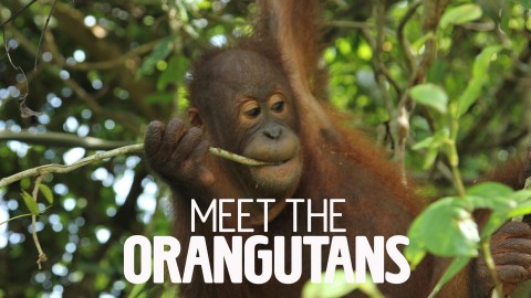 Poznajcie orangutany - Serial