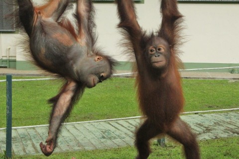 Poznajcie orangutany