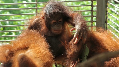 Poznajcie orangutany