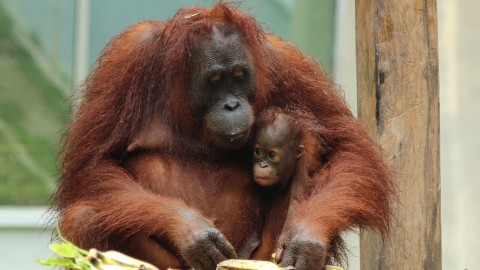 Baby Boom