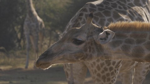 Mama żyrafa (2020) - Film