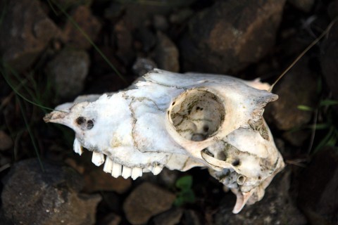 Starożytna masakra na wyspie Oland