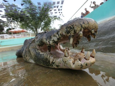 Polowanie na krokodyla potwora () - Film