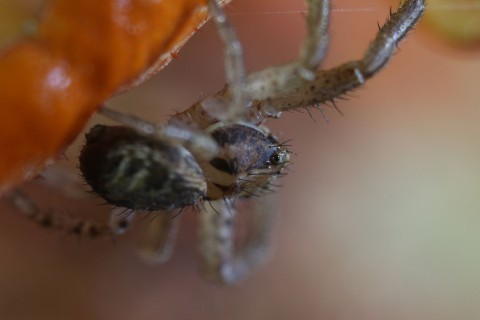 Niezwykłe pająki (2012) - Film