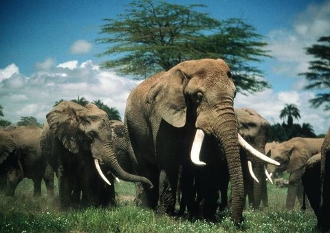 Słonica Echo z Amboseli - Program