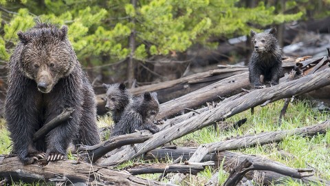 Dziki park Yellowstone: ogień i lód (2018) - Film