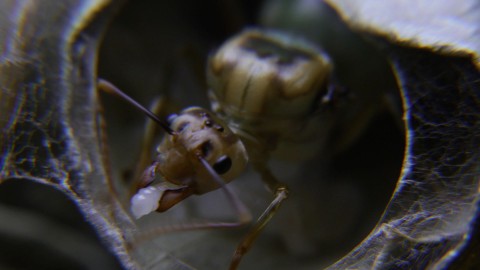 Mrówka zielona: przyjaciel czy wróg (2013) - Film
