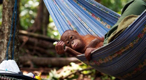 Dzikie Borneo - Serial