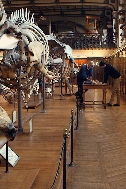 Titanoboa i paraceratherium