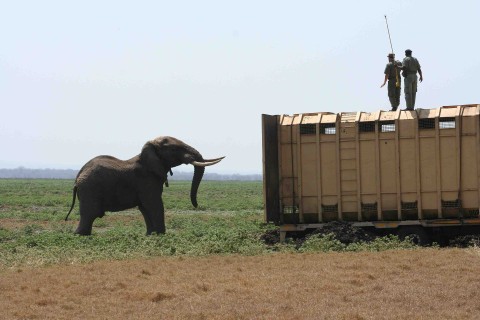 Zaklinacz słoni