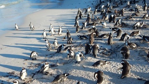 The Tiniest Penguin