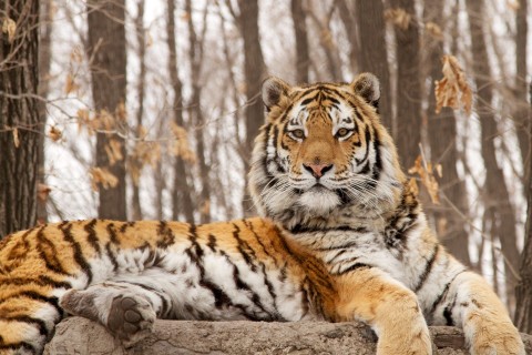 Na tropie tygrysa syberyjskiego (2012) - Film