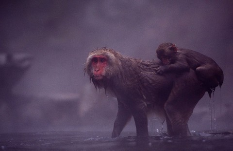 Świat przyrody: makaki japońskie (2009) - Film