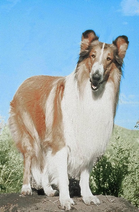 Lassie z Malowanych Wzgórz (1951) - Film