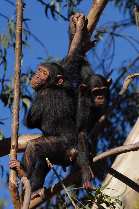 Dom dla szympansa - Serial