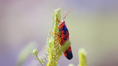 Wild Australia - Part 2