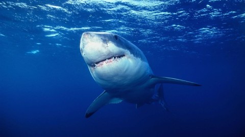 Najgroźniejsze zwierzęta świata: szaleństwa rekinów (2017) - Film