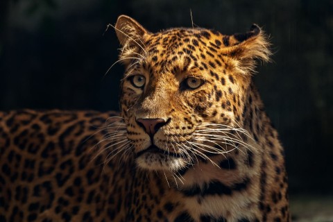 Cień jaguara