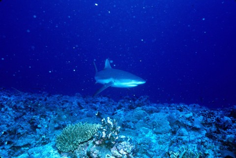 Rekiny z Palau (2001) - Film