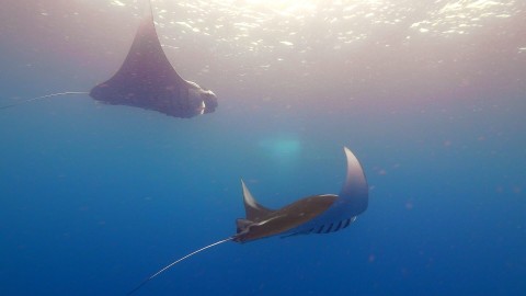 Giganci z Palau