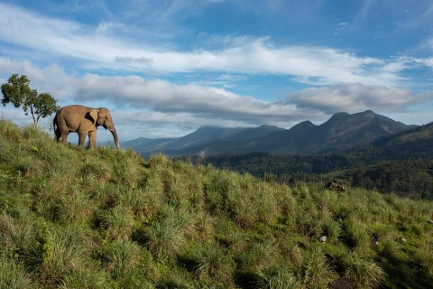 Destination Wild: India - Program
