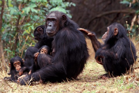 Na ratunek młodym szympansom - Serial