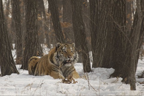 Amba - rosyjski tygrys (2011) - Film