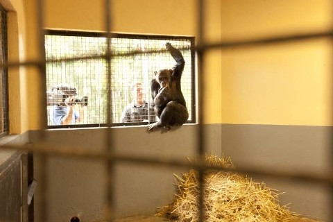 Nowe życie szympansów - Serial