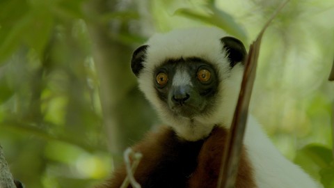 Lemury z Madagaskaru