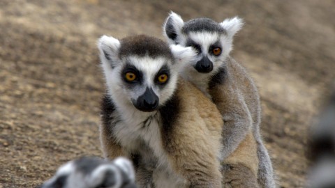 Lemury z rezerwatu Anja