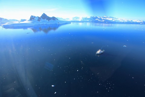 Podwodny świat Antarktydy (2019) - Film