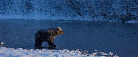 Niedźwiedzie grizzly z Jukonu (2021) - Film