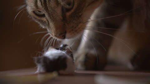 Zabawa w kotka i myszkę (2018) - Film