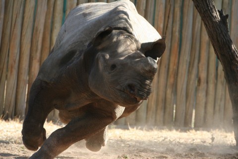 Phila - uratowany nosorożec () - Film