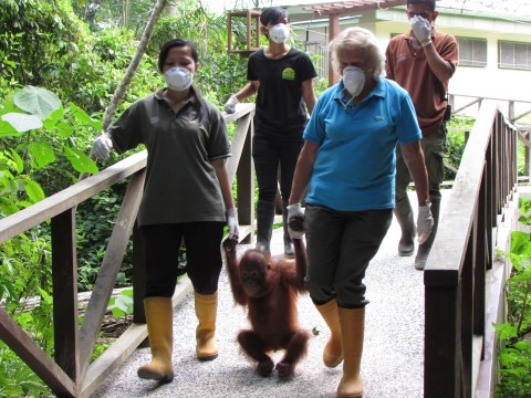 Poznajcie orangutany - Serial
