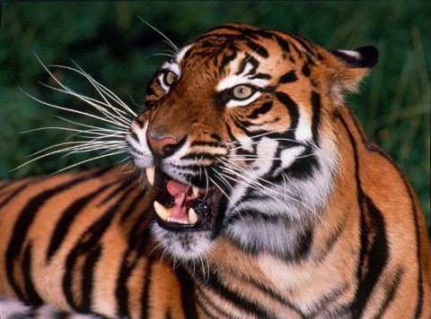 Tygrys bengalski - władca dżungli (2016) - Film